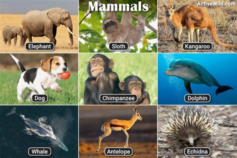 how are mammals similar to other land vertebrates